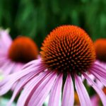 echinacea-3540788_1920