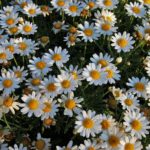 white-flowers-3544743_1920