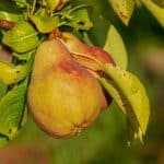 pear-3560106_1920